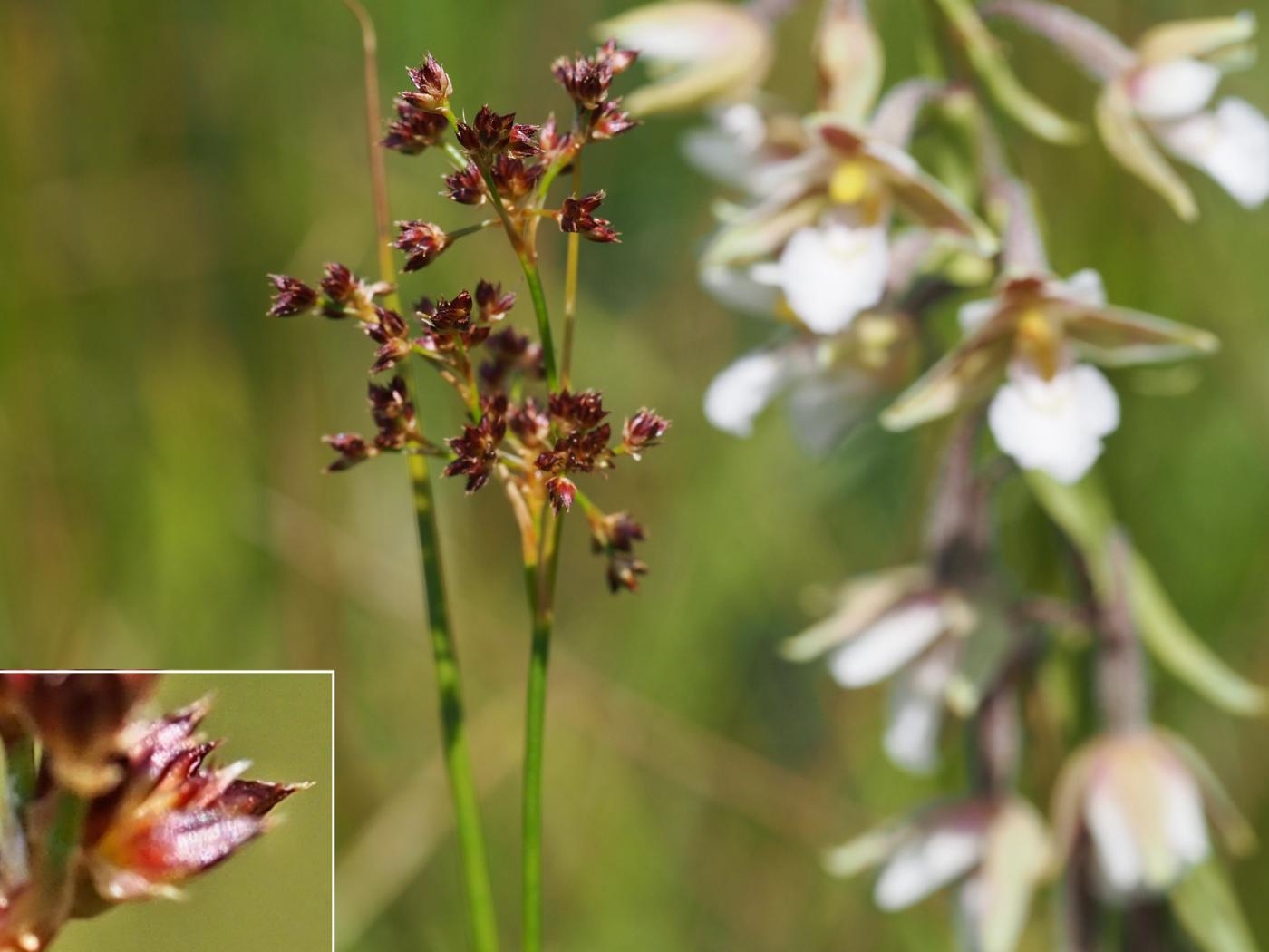 Rush, Sharp-flowered fruit